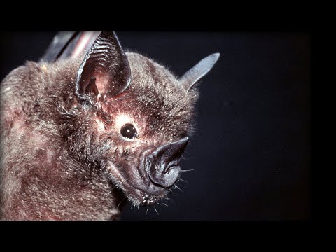 Bats hunting their prey | Top Bat | BBC - UCwmZiChSryoWQCZMIQezgTg