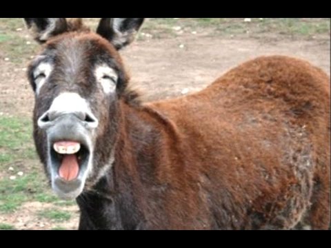 Animals Making Funny Noises - A Funny Animal Sounds Compilation 2016 - UCCLFxVP-PFDk7yZj208aAgg