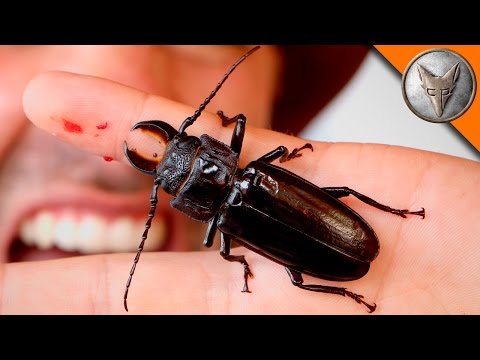 PINCHED! by a Giant Beetle! - UC6E2mP01ZLH_kbAyeazCNdg