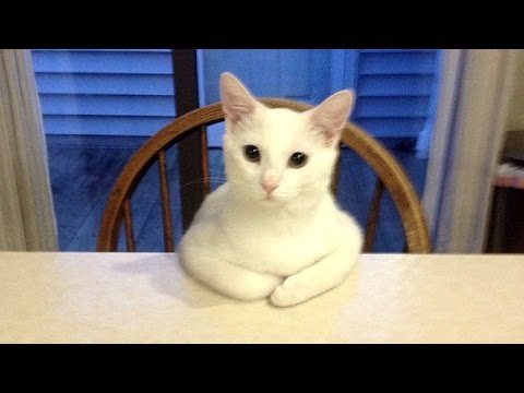 Crazy funny CATS that will make you FAIL THIS LAUGH CHALLENGE - UCKy3MG7_If9KlVuvw3rPMfw