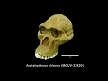 Image of the cover of the video;Holograma Australopithecus 3D MUVHN