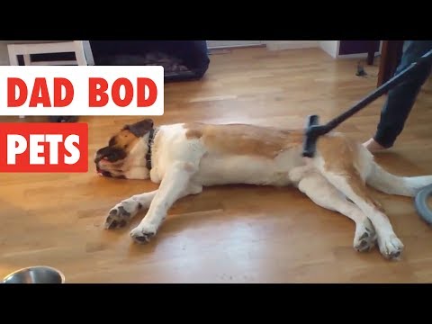 Dad Bod Pets | Funny Pet Videos Compilation 2017 - UCPIvT-zcQl2H0vabdXJGcpg