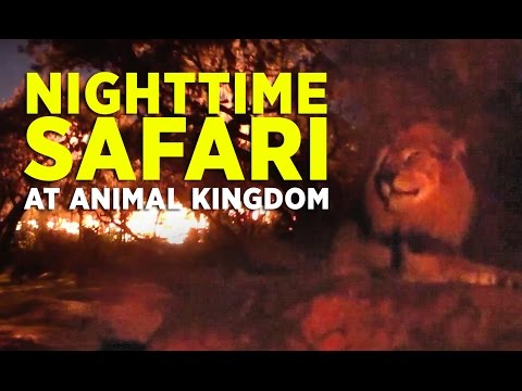 Taking a Nighttime Safari - Disney's Animal Kingdom - UCYdNtGaJkrtn04tmsmRrWlw
