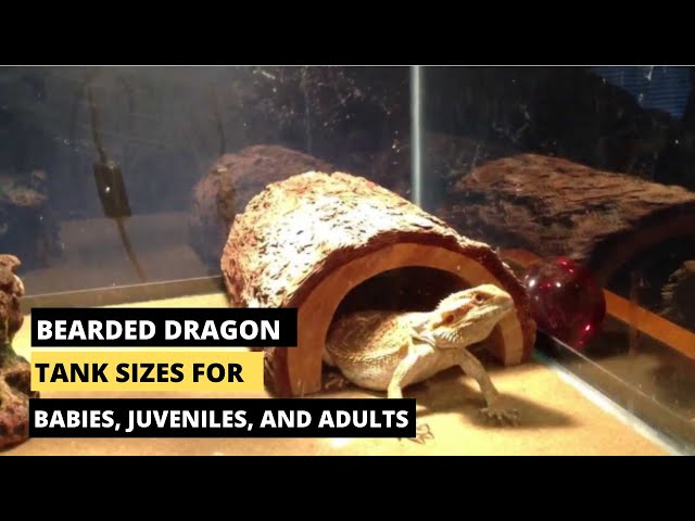 What Size Tank Does a Bearded Dragon Need?