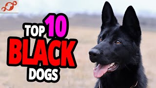  Black Dogs - TOP 10 Black Dog Breeds In The World!