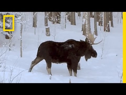 Rare Video: Moose Loses an Antler | National Geographic - UCpVm7bg6pXKo1Pr6k5kxG9A