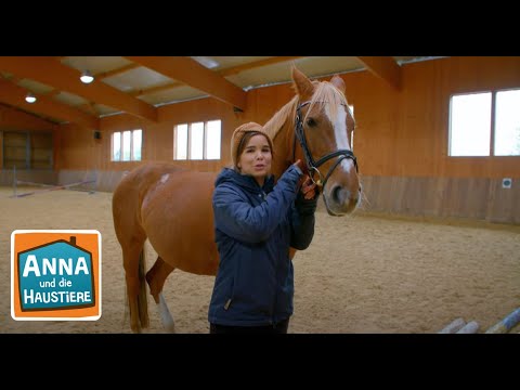 Deutsches Reitpony | Information für Kinder | Anna und die Haustiere