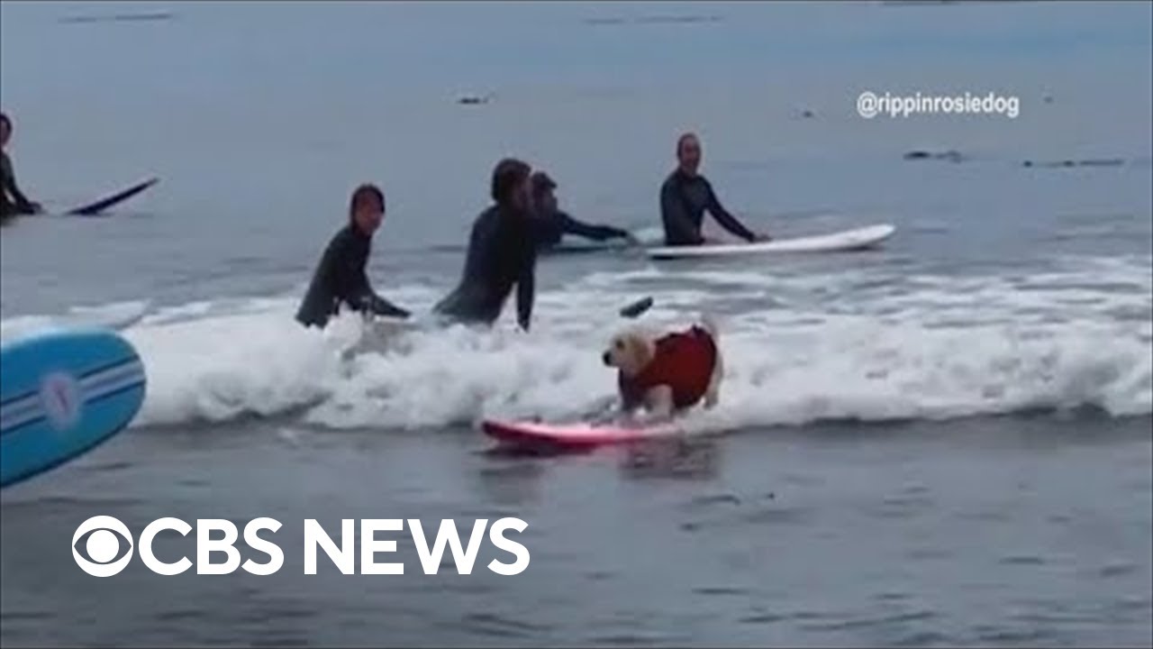 A surfing dog and racing turtles | The Uplift