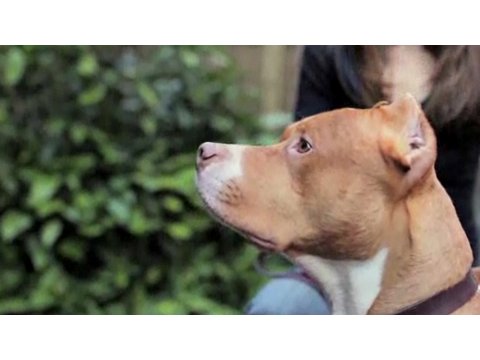 Pros & Cons of a Pit Bull | Dog Breeds - UCSpVHeDGr9UbREhRca0qwsA