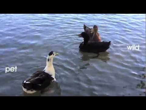 A pet duck vs two wild ducks on the lake - UCTs-d2DgyuJVRICivxe2Ktg