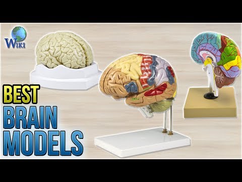 8 Best Brain Models 2018 - UCXAHpX2xDhmjqtA-ANgsGmw