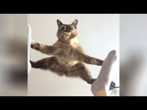 It's TIME for SUPER LAUGH! - Best FUNNY CAT videos - UCKy3MG7_If9KlVuvw3rPMfw