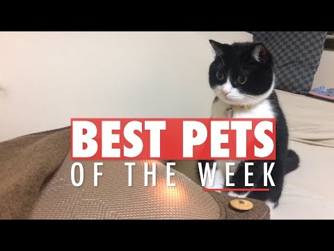 Best Pets of the Week | November 2017 Week 2 - UCPIvT-zcQl2H0vabdXJGcpg