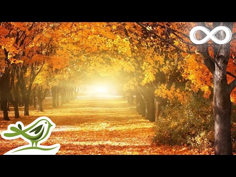 Beautiful Relaxing Music: Romantic Music, Piano Music, Violin Music, Cello Music, Sleep Music ★93 - UCjzHeG1KWoonmf9d5KBvSiw