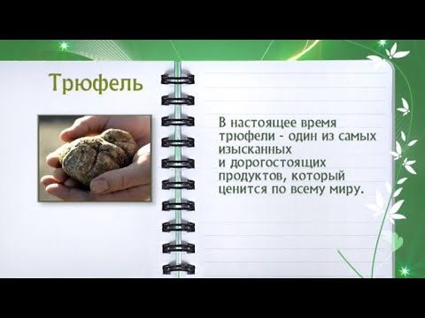 Кулинарная энциклопедия - Трюфель - Часть 1 - UC7XBjhXnmmXFsxmnys9PmDQ