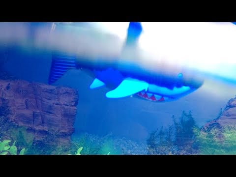 АКУЛА в аквариуме - UC29e6E-8TyKkC9eSOJJdQkA
