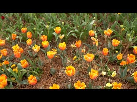 How to Choose Flowers for the Season | At Home With P. Allen Smith