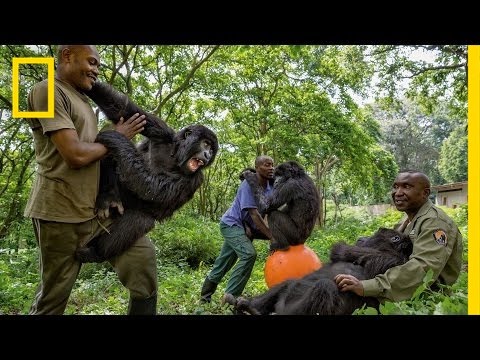 Young Orphaned Gorillas: See Their Adorable Bond With Park Rangers | National Geographic - UCpVm7bg6pXKo1Pr6k5kxG9A