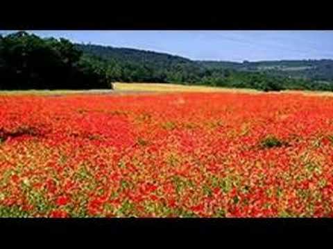 John McDermott - The Green Fields of France