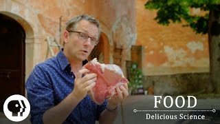 FOOD - DELICIOUS SCIENCE | The Maillard Reaction: The Science Of The Sizzle | Clip | PBS Food