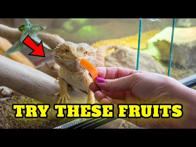 What Fruits Can a Bearded Dragon Enjoy As a Snack?