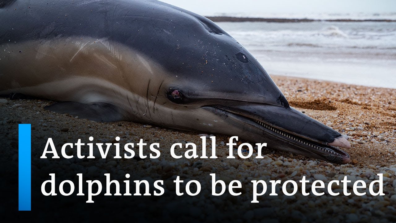 Dolphins off France increasingly dying from fishing nets | Focus on Europe