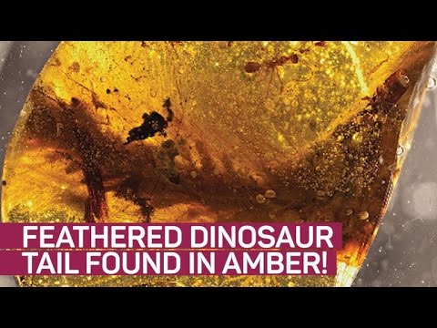 Feathered dinosaur tail found preserved in amber - UCOmcA3f_RrH6b9NmcNa4tdg