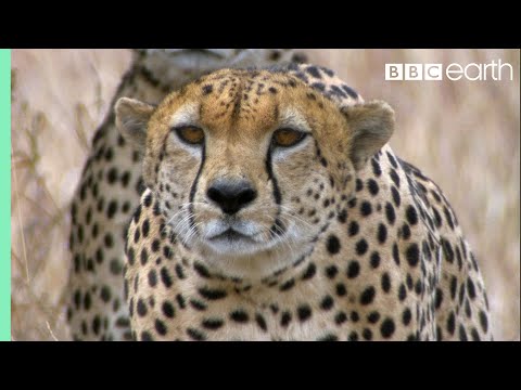 Three Cheetahs Vs Ostrich | Life | BBC Earth - UCwmZiChSryoWQCZMIQezgTg