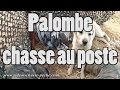 Palombe, chasse au poste