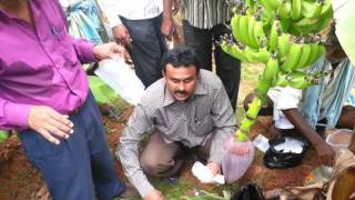Banana - ICAR-IIHR technologies for enhanced  yield