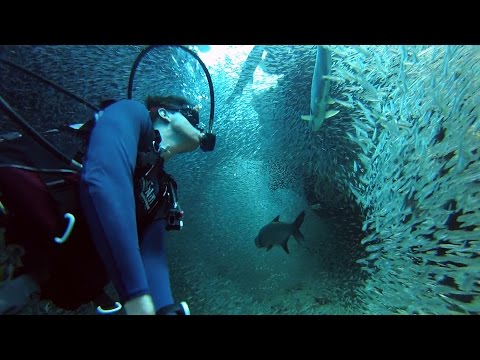 GoPro: Enchanting Scuba Dive with 1 Million Fish - UCqhnX4jA0A5paNd1v-zEysw