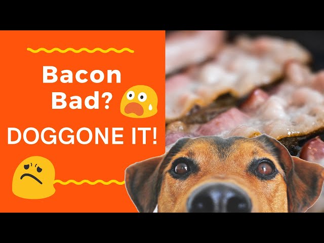 can-dogs-eat-cooked-bacon-hayfarmguy