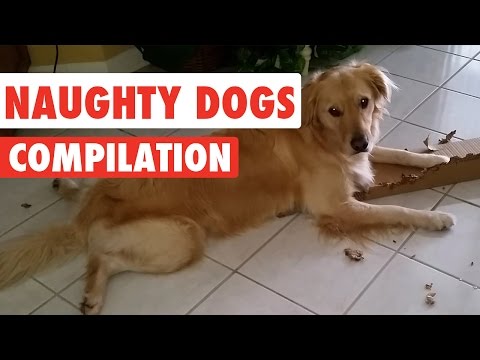 Naughty Dogs Video Compilation 2016 - UCPIvT-zcQl2H0vabdXJGcpg