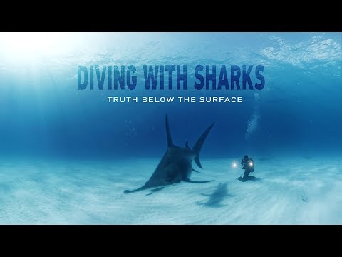 GoPro VR: Diving with Sharks - Truth Below the Surface - UCqhnX4jA0A5paNd1v-zEysw