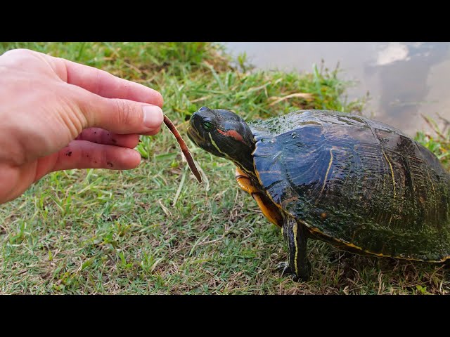 Can Turtles Eat Worms?
