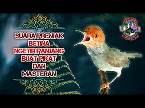 Suara prenjak betina gacor ngetir panjang buat pikat dan masteran