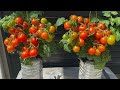 OK   How to grow many cherry tomatoes in plastic bottles