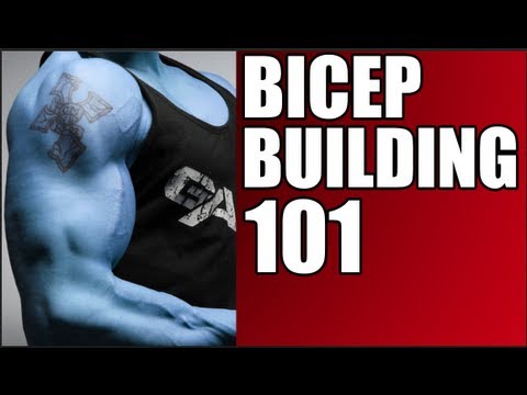 ☆ How To Build Your Biceps + Exercise Demonstrations ☆ - UCHZ8lkKBNf3lKxpSIVUcmsg