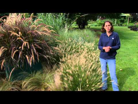 Blades and Plumes Garden: Fountain Grasses - UCmxBsGrSE3sbCs3eXeoJViw