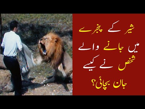 Man vs Lion Fight