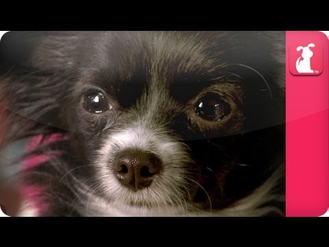 Chihuahua who hates walks and the Animal Communicator - Pet Sense: Robin and Mochi Part 2 - UCPIvT-zcQl2H0vabdXJGcpg