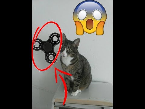 My Cat Gooby's First Thoughts On Fidget Spinners - UCccE5menA2k61poF1REyEAg
