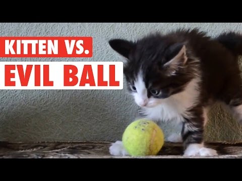 Kitten Vs. Evil Ball || Ball So Hard Kitty - UCPIvT-zcQl2H0vabdXJGcpg