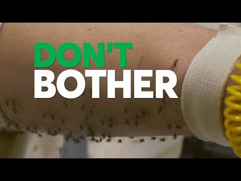 Don't Bother Using These Insect Repellents | Consumer Reports - UCOClvgLYa7g75eIaTdwj_vg