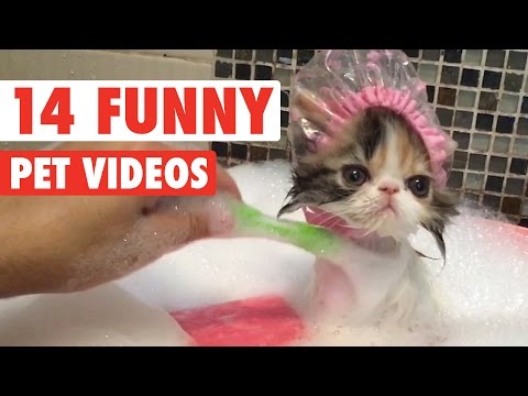 14 Funny Pet Videos 2016 - UCPIvT-zcQl2H0vabdXJGcpg