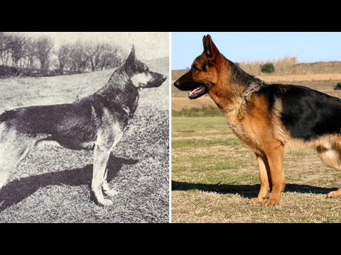 Here's what popular dog breeds looked like before and after 100 years of breeding - UCcyq283he07B7_KUX07mmtA