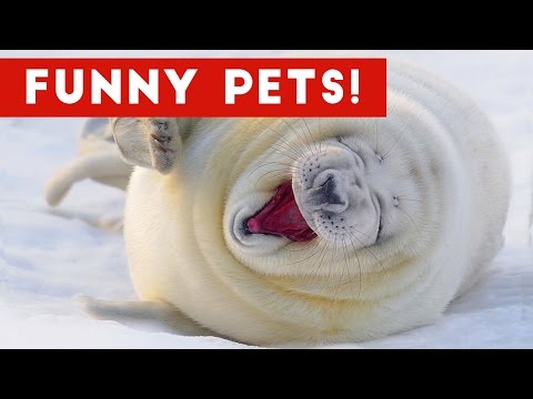 The Funniest Pet Videos Monthly Compilation October 2016, Week 1 - UCYK1TyKyMxyDQU8c6zF8ltg