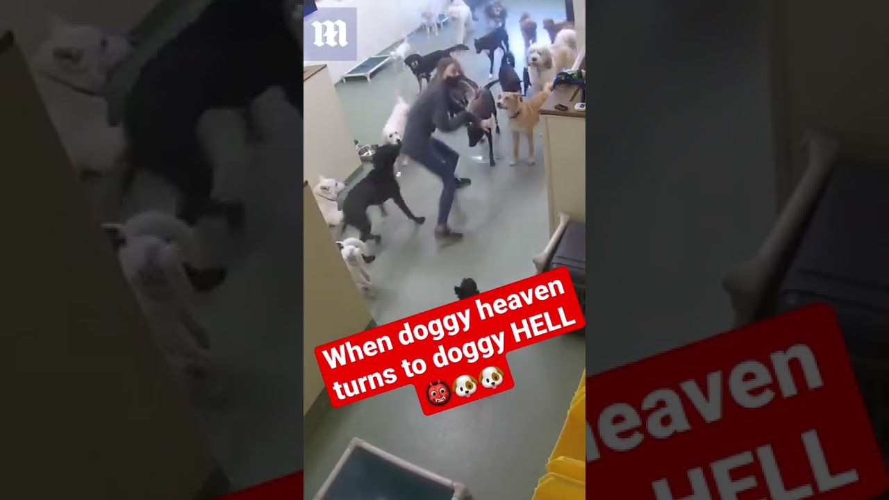 Excited dogs are too much for dog trainer #shorts #shortsvideo #dogs #omg #cute #dailymail