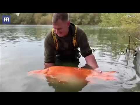 30kg: the biggest goldfish ever known could have been caught