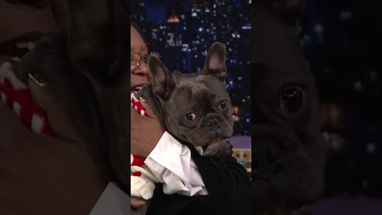 Two puppies crash #WhoopiGoldberg’s interview and model her new holiday sweaters! #shorts